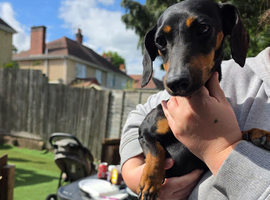 3 year old dachshund