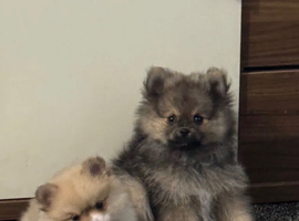Pomeranian Puppy