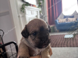 Schapso puppies