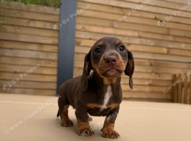 READY TO GO !dachshund puppies 2boys lefted