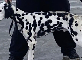 KC Dalmatian for Stud