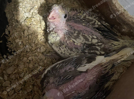 Baby cocktails