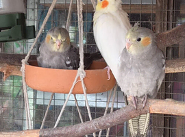 Baby cockatiel