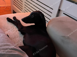 Whippet