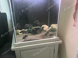 Tank and fish