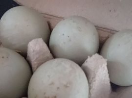 Runner duck eggs for hatching