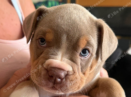 5 Bulldog/collie pups for sale