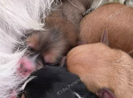 For Sale - Yorkie/Pom Puppies - &pound;850.00