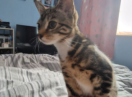Kitty for rehomeing