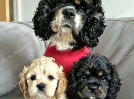 American cockerpoo