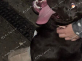 Labrador cross