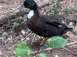 Call duck drake