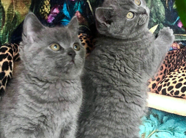 Blue BSH British shorthair kittens