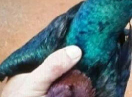 RARE GREEN WING ARCHANGEL PIGEONS