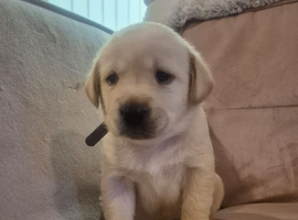 Pedigree lab puppies