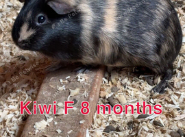 Guinea pigs