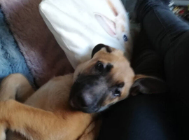 Pup needs rehoming