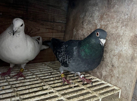 Racing pigeons for sale