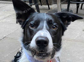 Border collie stud