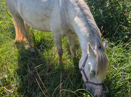 Minty 11.1hh