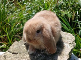 Stunning pure bred mini lops