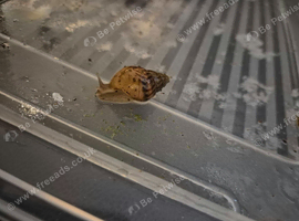 Young Giant african land snails, lots available FREE
