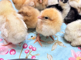 Chicken chicks