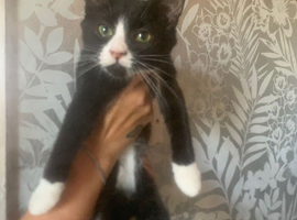 Need to rehome few cats and kittens