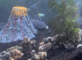 Axolotl