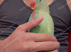 Alexander parrots