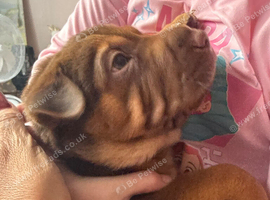 Rhodesian ridgeback x Bearcoat sharpei pups