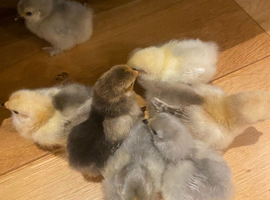 Bantum chicks