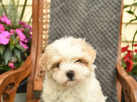 Shihzu puppies