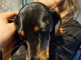 Dachshund x Jack Russell