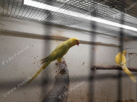 Indian ringnecks for sale