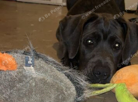 Cane corso cross presa canario