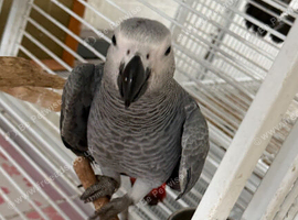 Baby African grey Glasgow