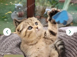 Scottish fold Girl