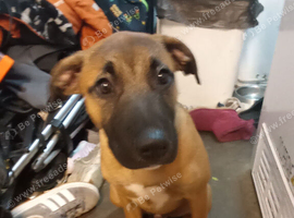 Nova