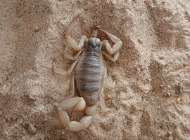 desert hairy scorpion