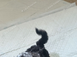Miniature Labradoodle