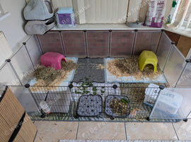 2 male guinea pigs plus cage for sale