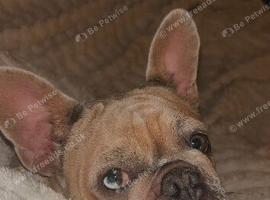 22 month old french bulldog