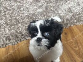 Beautiful Female Lhasa Apso Looking for a Loving New Home