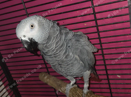 Talking african grey with papers and dna