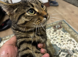 Coco Needs New Home.