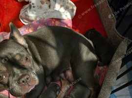 4 Male French Bulldog Puppies for sale
