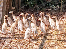Indian Runner Ducks/Duckling Females & Males
