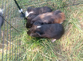 Guinea pigs looking for a home