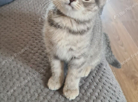 Adorable Bristh ShortHair kittens 2 female left